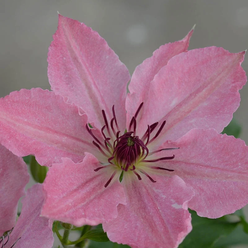 Clematis Sarah Elizabeth™ - Image 3