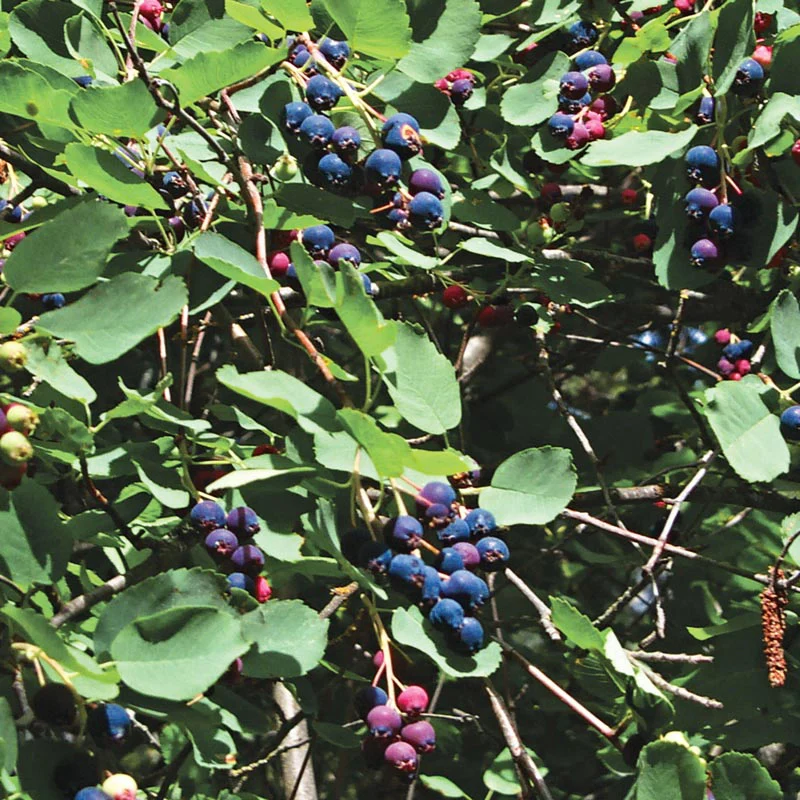 Saskatoon Blueberry - Image 2