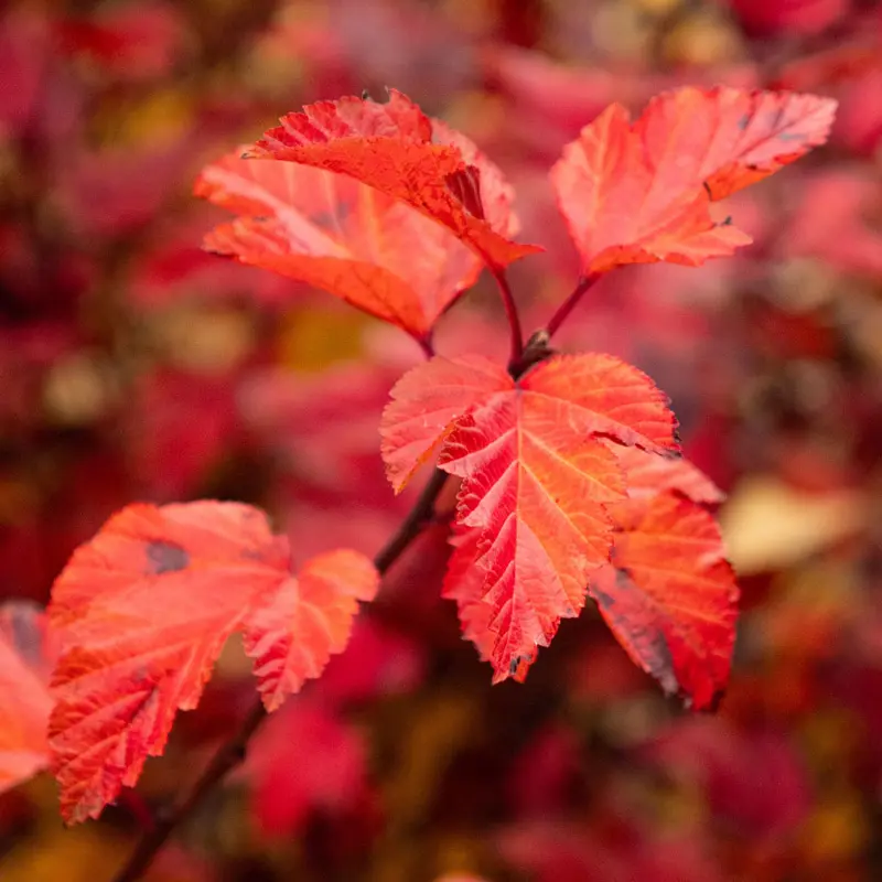Savannah Sunset™ Ninebark - Image 2
