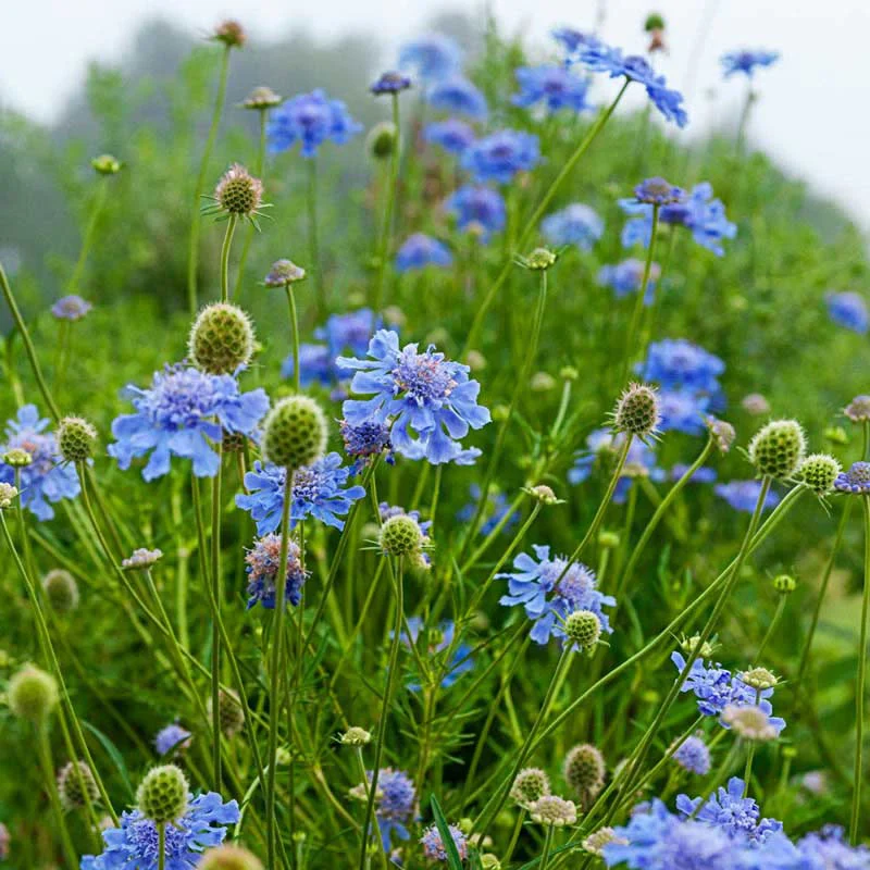 Butterfly Blue Scabiosa - Image 2