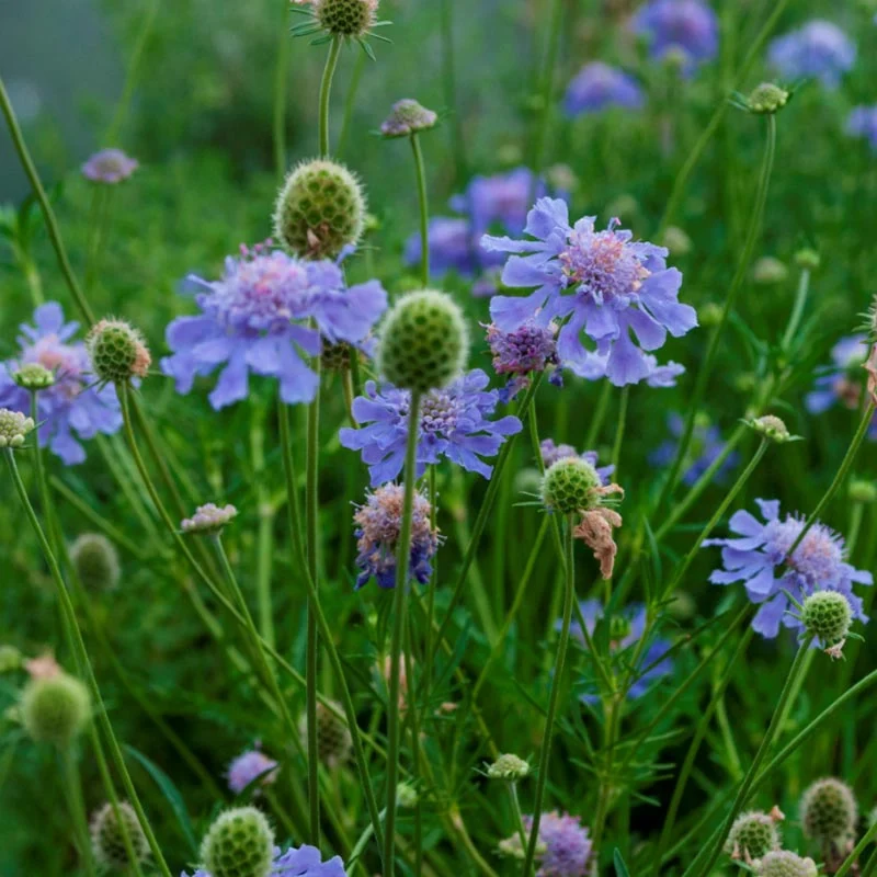 Butterfly Blue Scabiosa - Image 3