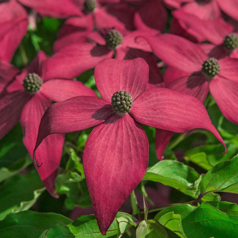 Scarlet Fire® Dogwood Tree
