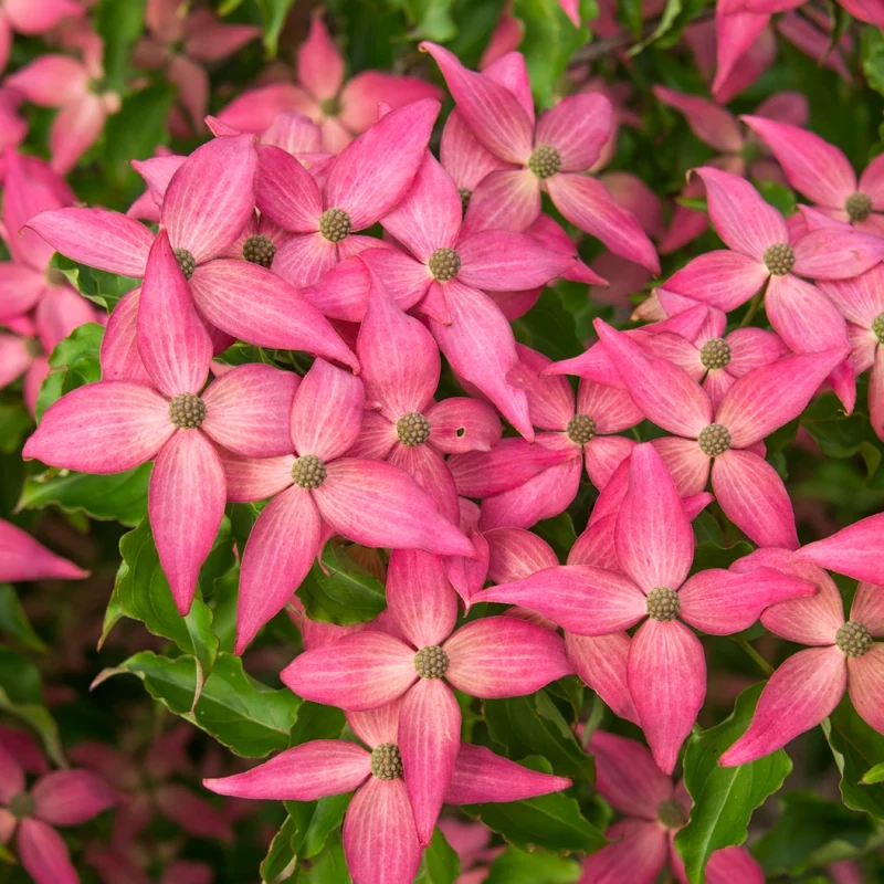 Scarlet Fire® Dogwood Tree - Image 3