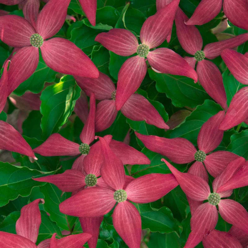 Scarlet Fire® Dogwood Tree - Image 4