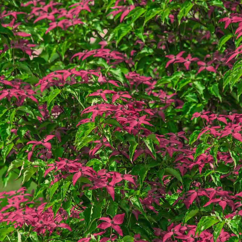Scarlet Fire® Dogwood Tree - Image 5