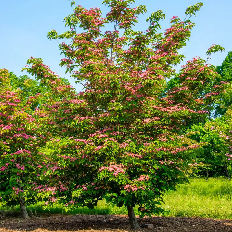 Scarlet Fire® Dogwood Tree - Image 6