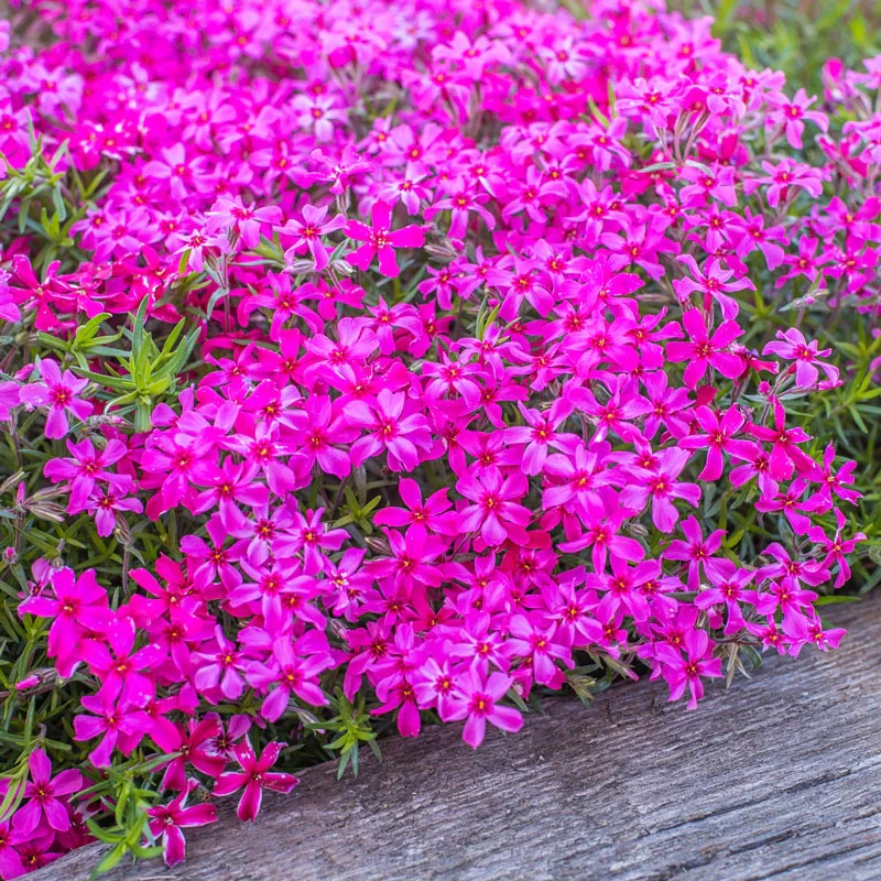 Scarlet Flame Carpet Phlox