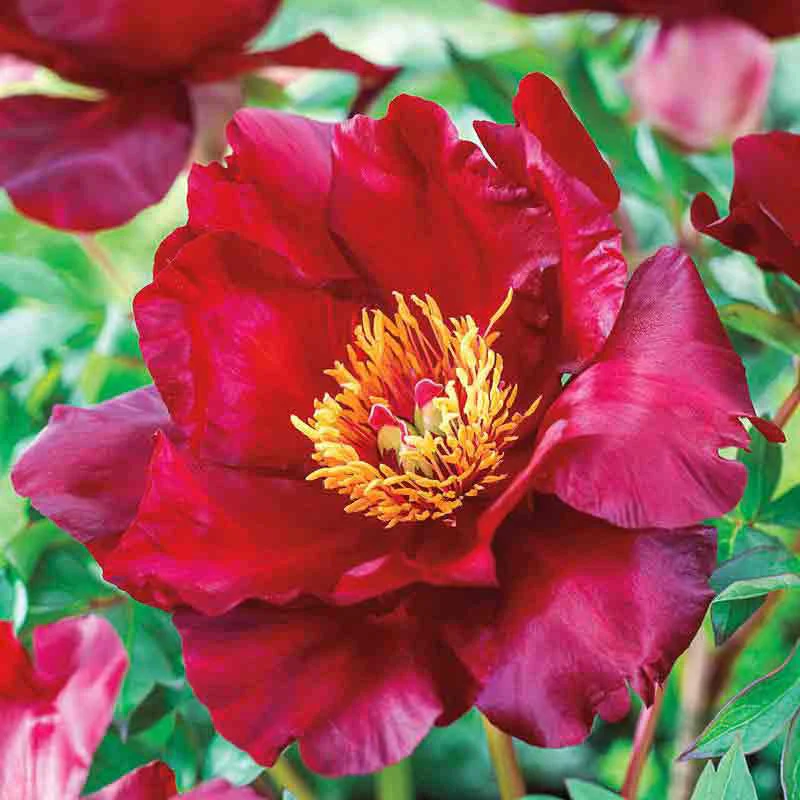 Scarlet Heaven Itoh Peony