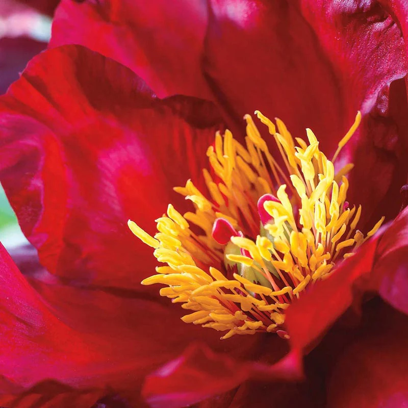 Scarlet Heaven Itoh Peony - Image 2