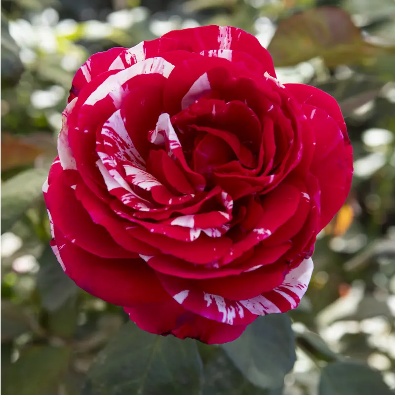 Scentimental™ Floribunda Rose - Image 2