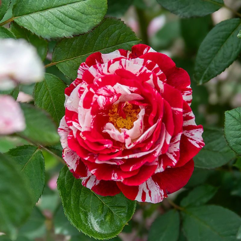 Scentimental™ Floribunda Rose - Image 3