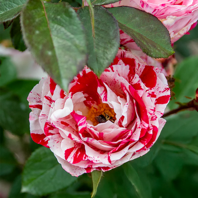Scentimental™ Floribunda Rose - Image 4