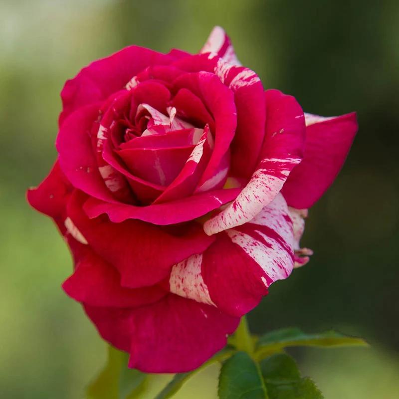 Scentimental™ Floribunda Rose - Image 7