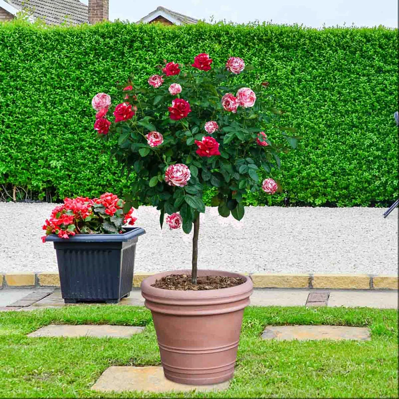 Scentimental Tree Rose