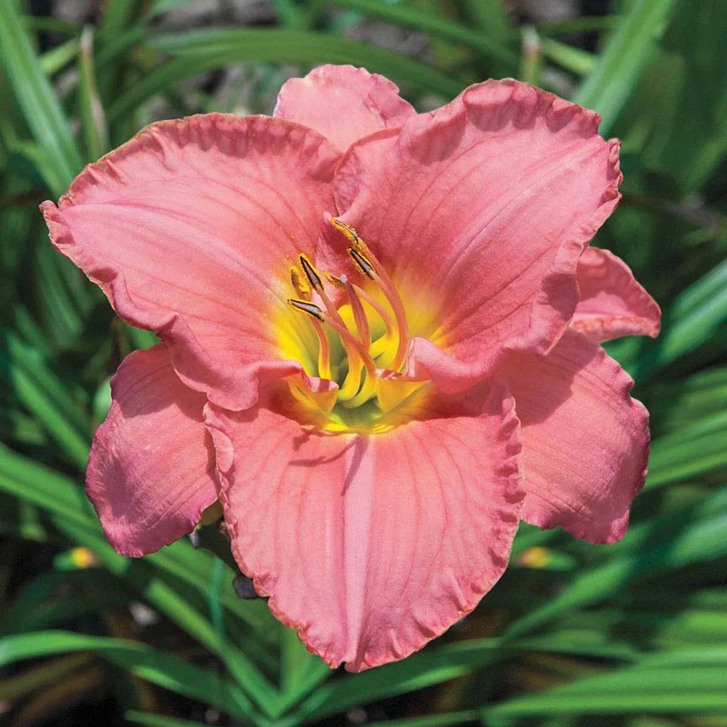 Scottish Fantasy Daylily - Image 2