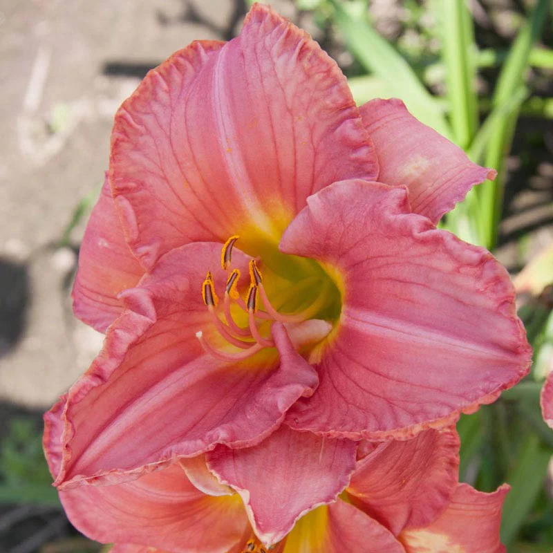 Scottish Fantasy Daylily - Image 3