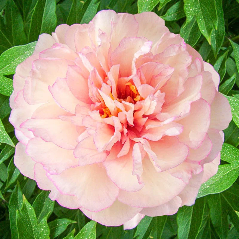 Scrumdiddlyumptious Itoh Peony