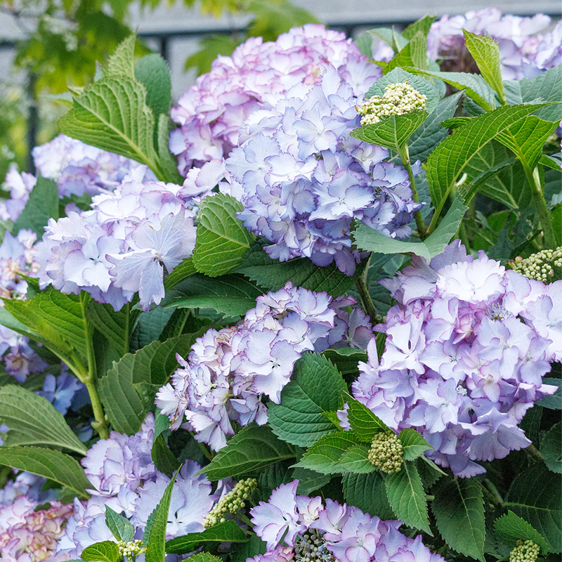 Seaside Serenade® Crystal Cove Hydrangea - Image 3