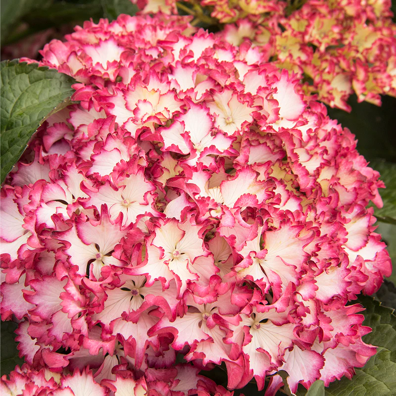 Seaside Serenade® Fire Island Hydrangea - Image 2