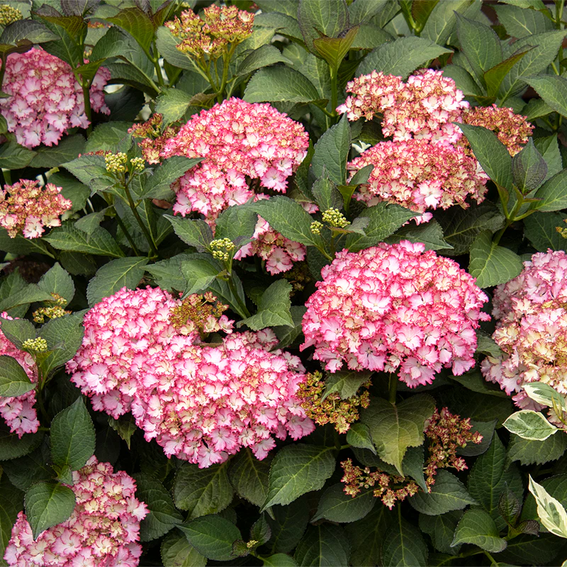 Seaside Serenade® Fire Island Hydrangea - Image 3