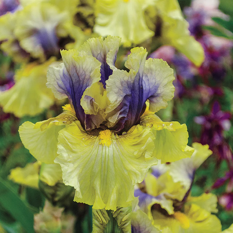 Secret Rites Bearded Iris - Image 2
