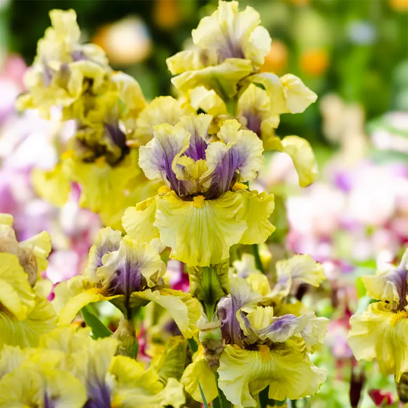 Secret Rites Bearded Iris - Image 3