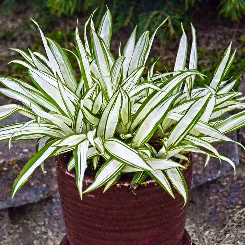 Snow Cap Broadleaf Sedge - Image 2