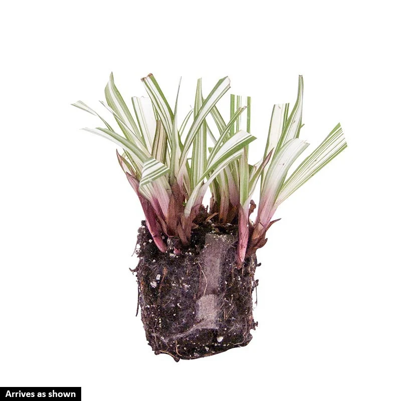 Snow Cap Broadleaf Sedge - Image 3