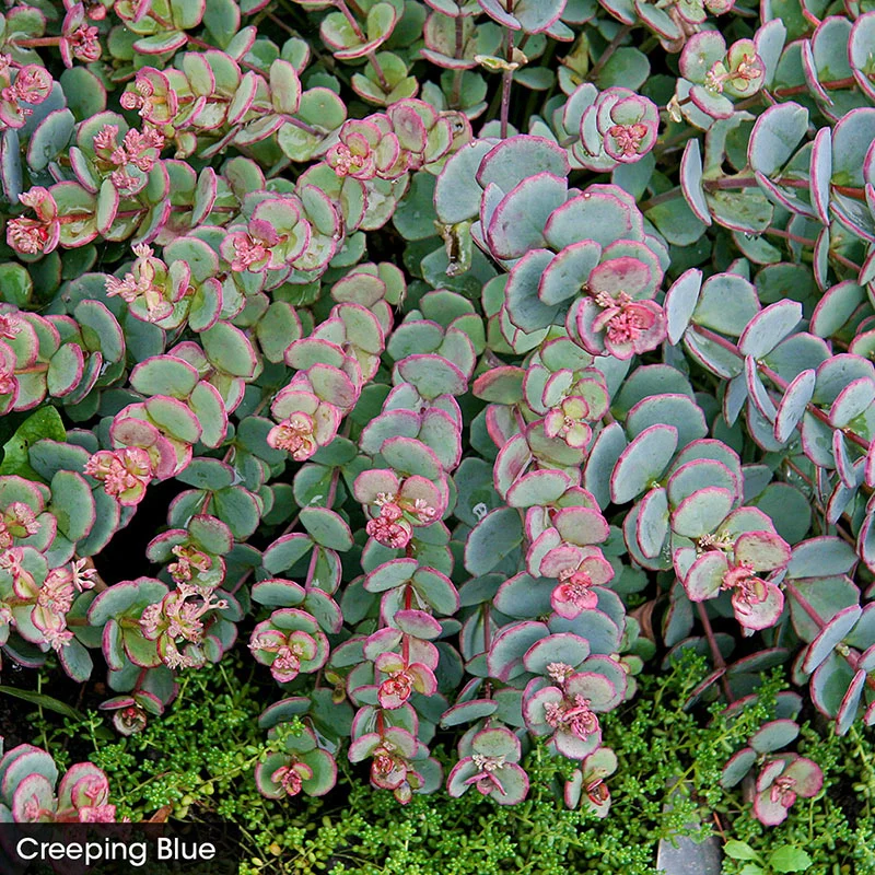 Sedum Carpet - Image 2