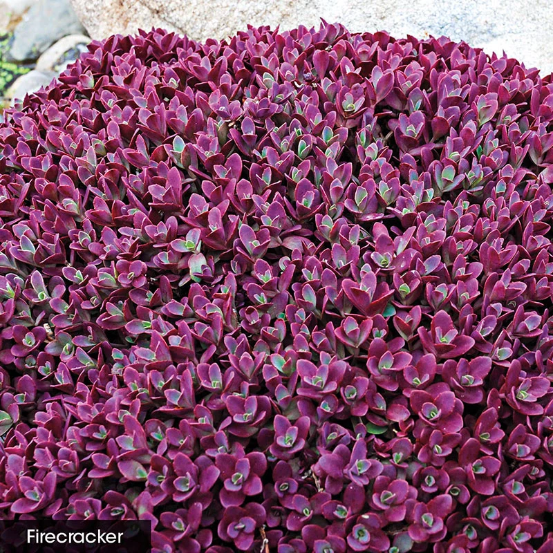 Sedum Carpet - Image 3