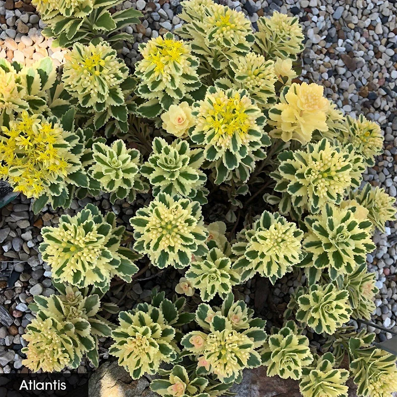 Sedum Carpet - Image 4