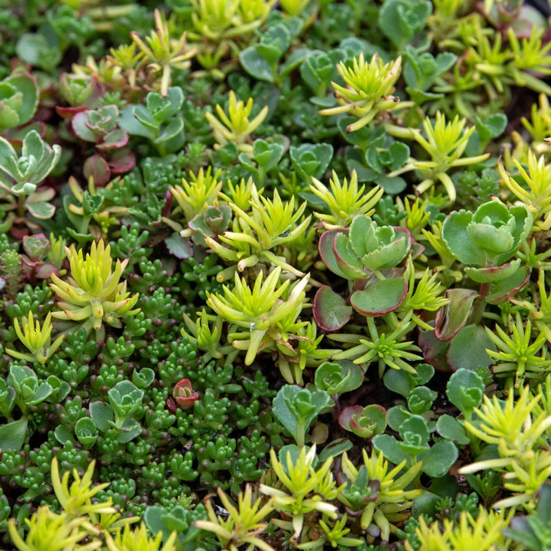 Sedum Carpet Tile