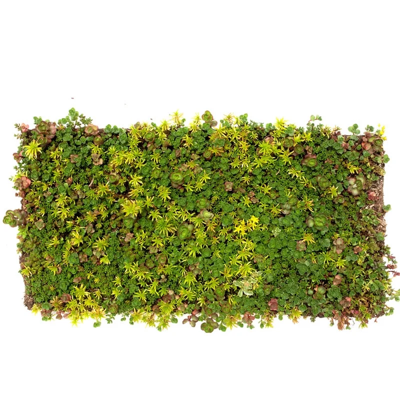 Sedum Carpet Tile - Image 2