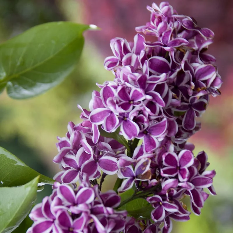 Sensation Lilac Shrub - Image 2