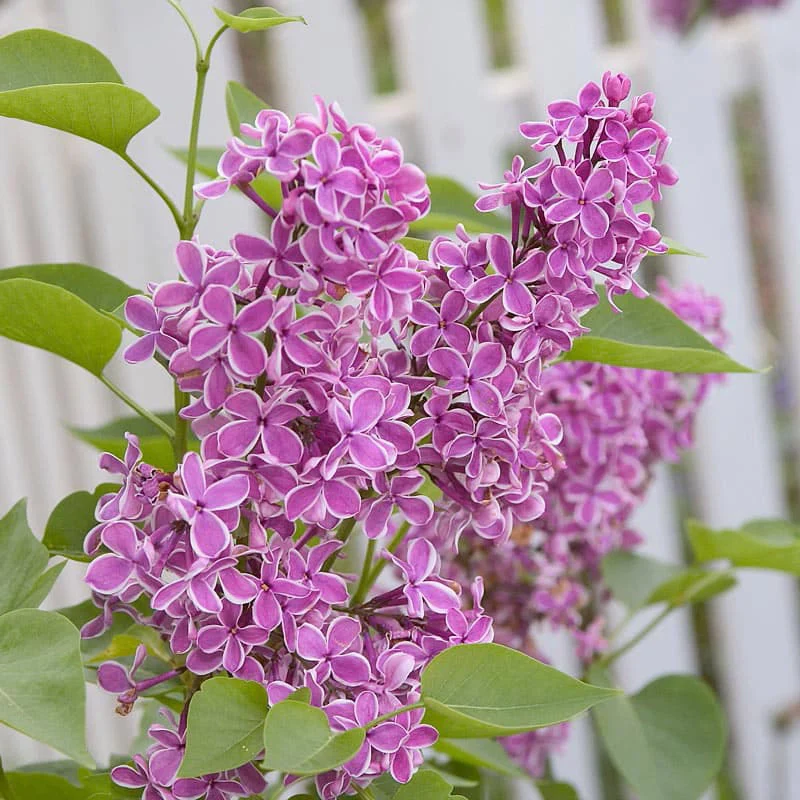 Sensation Lilac Shrub - Image 3