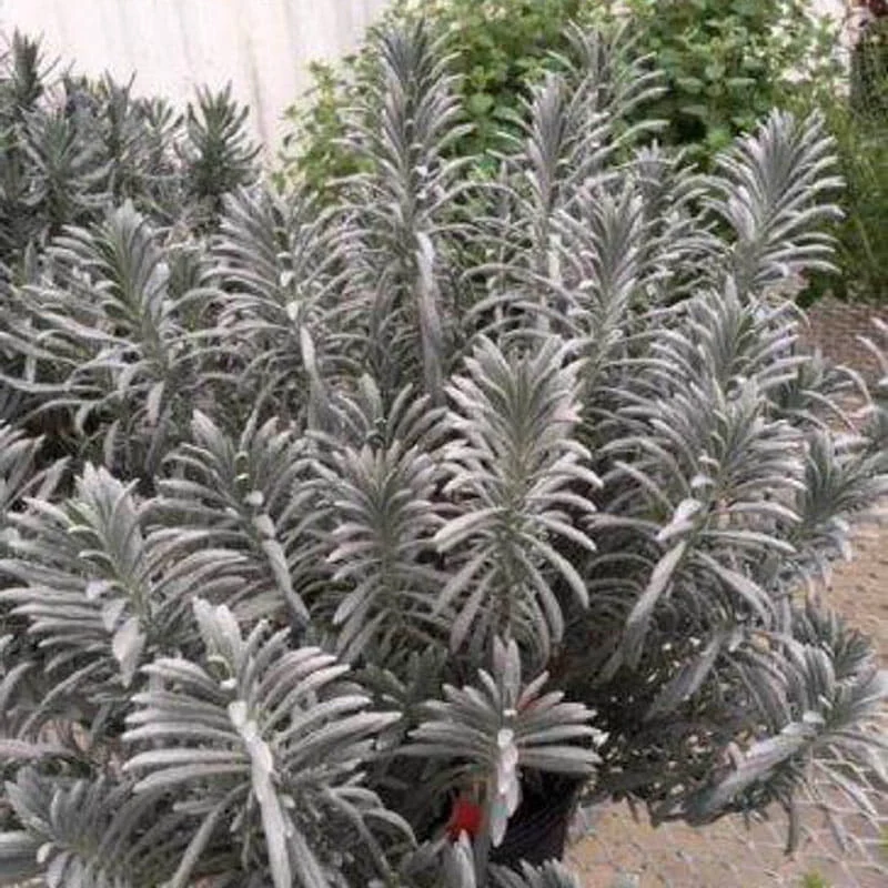 Sensational!® Lavender - Image 2