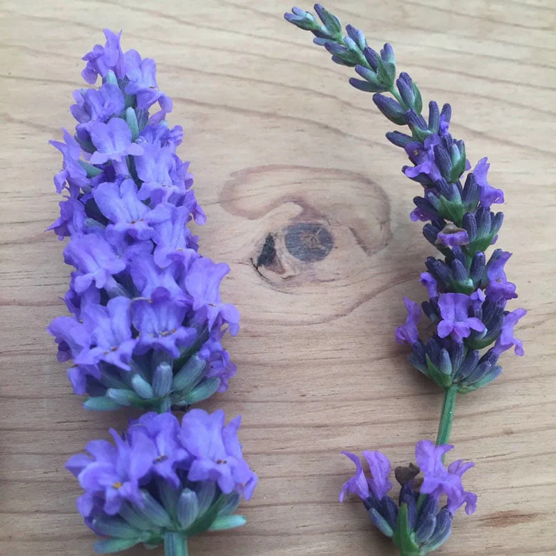 Sensational!® Lavender - Image 3