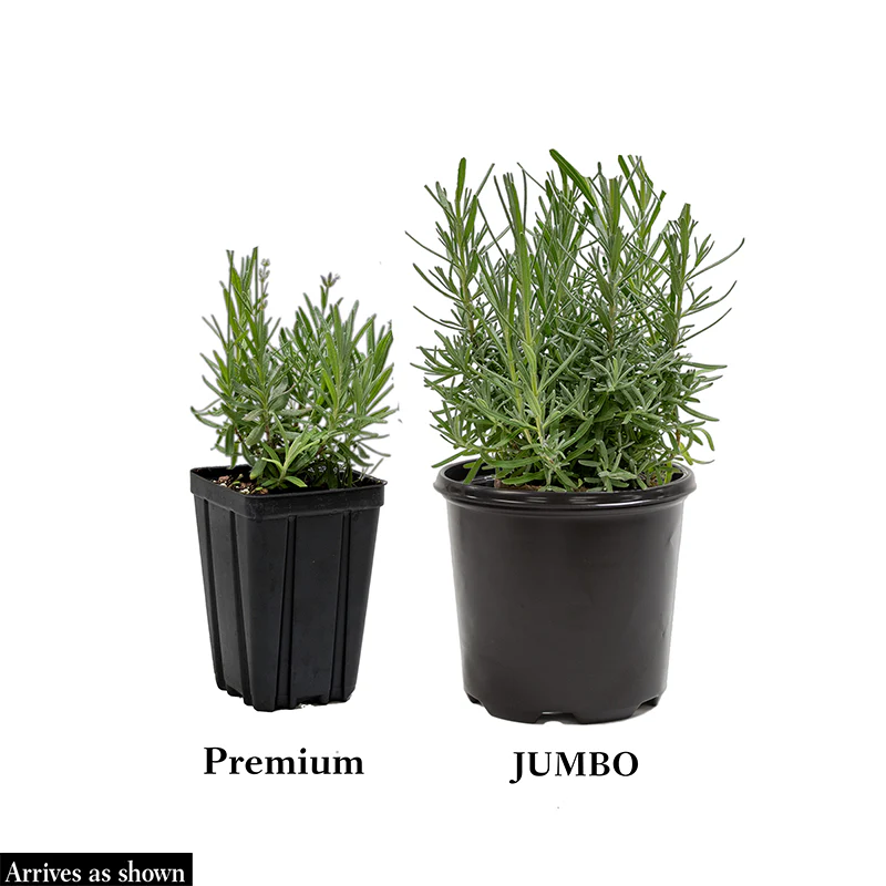 Phenomenal® Lavender - Image 4