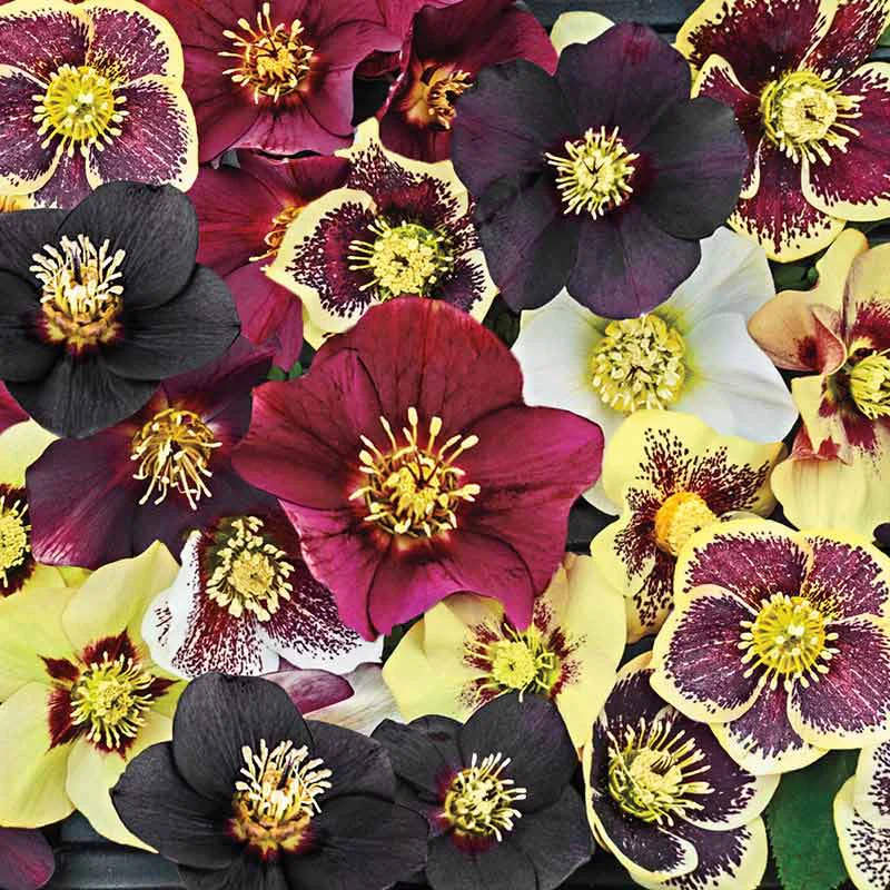 Honeymoon Series™ Mixed Lenten Rose - Image 3