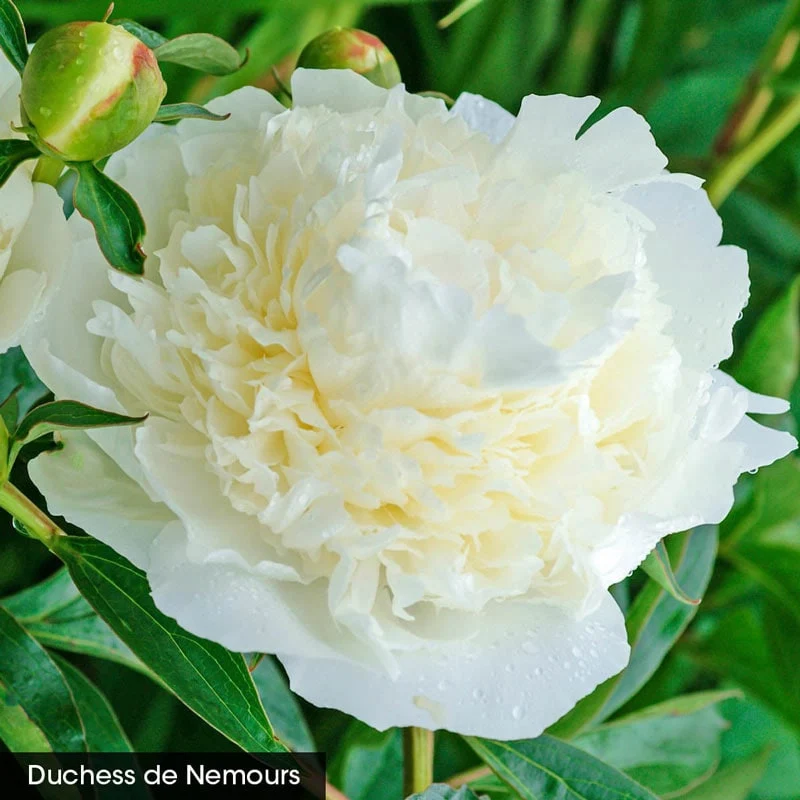 Seriously Fragrant Peony Collection - Image 2