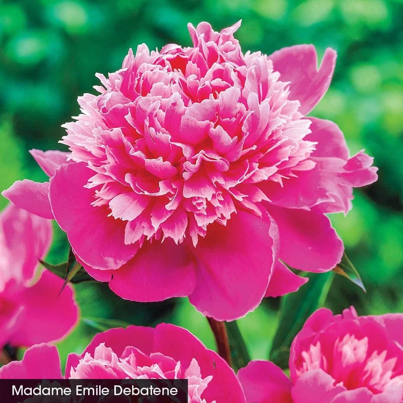 Seriously Fragrant Peony Collection - Image 3