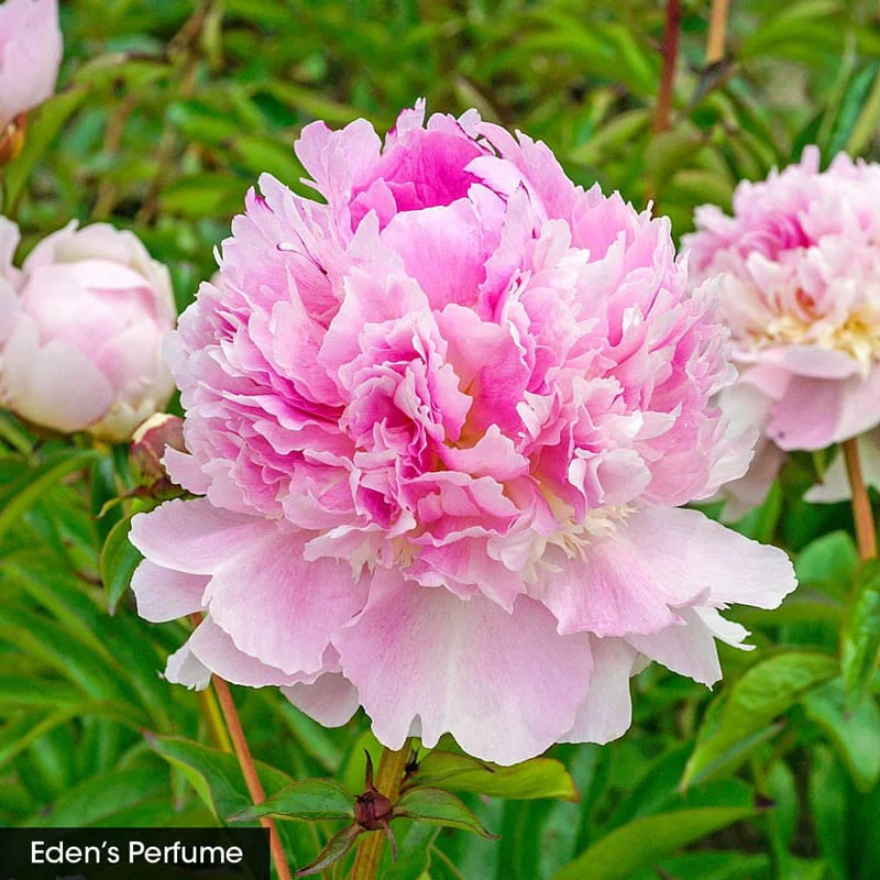 Seriously Fragrant Peony Collection - Image 4