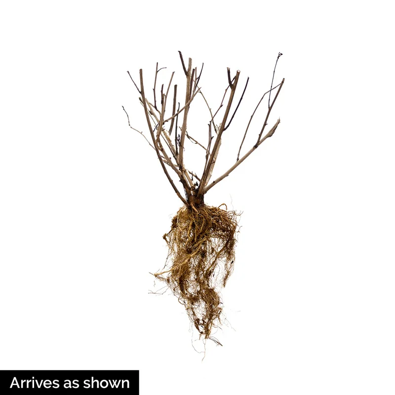 Dwarf Burning Bush - Image 4