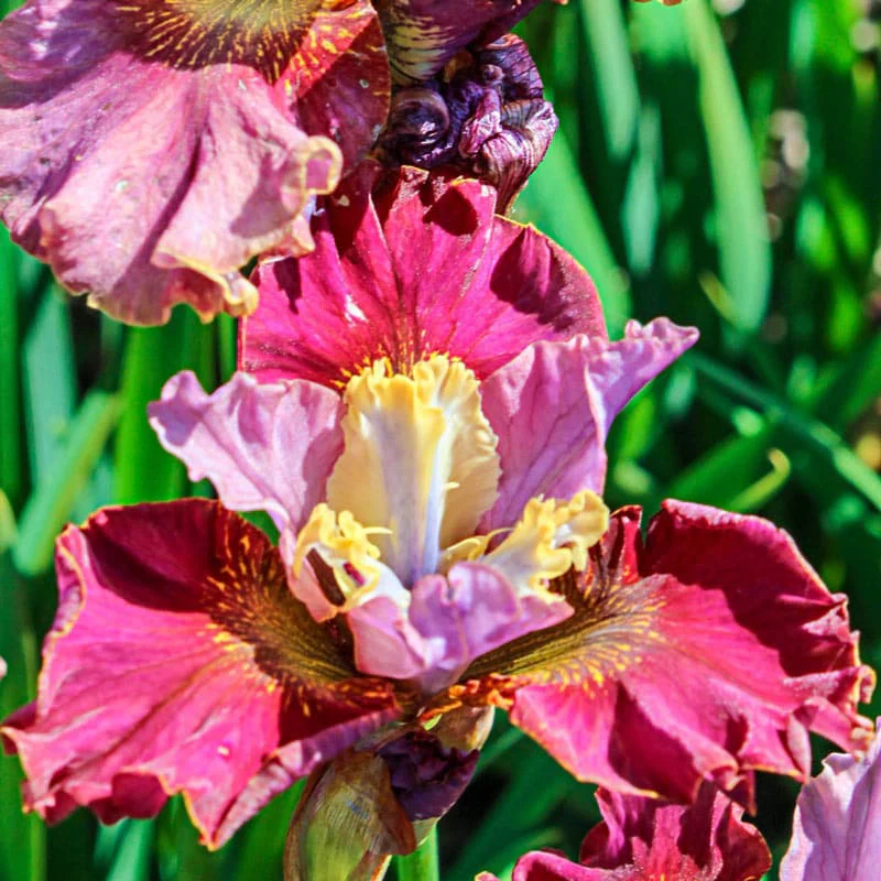 Cherry Fling Siberian Iris - Image 2