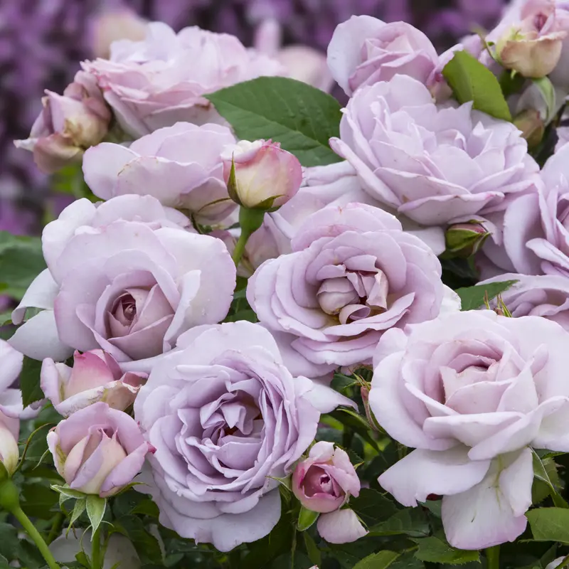 Silver Lining™ Floribunda Rose