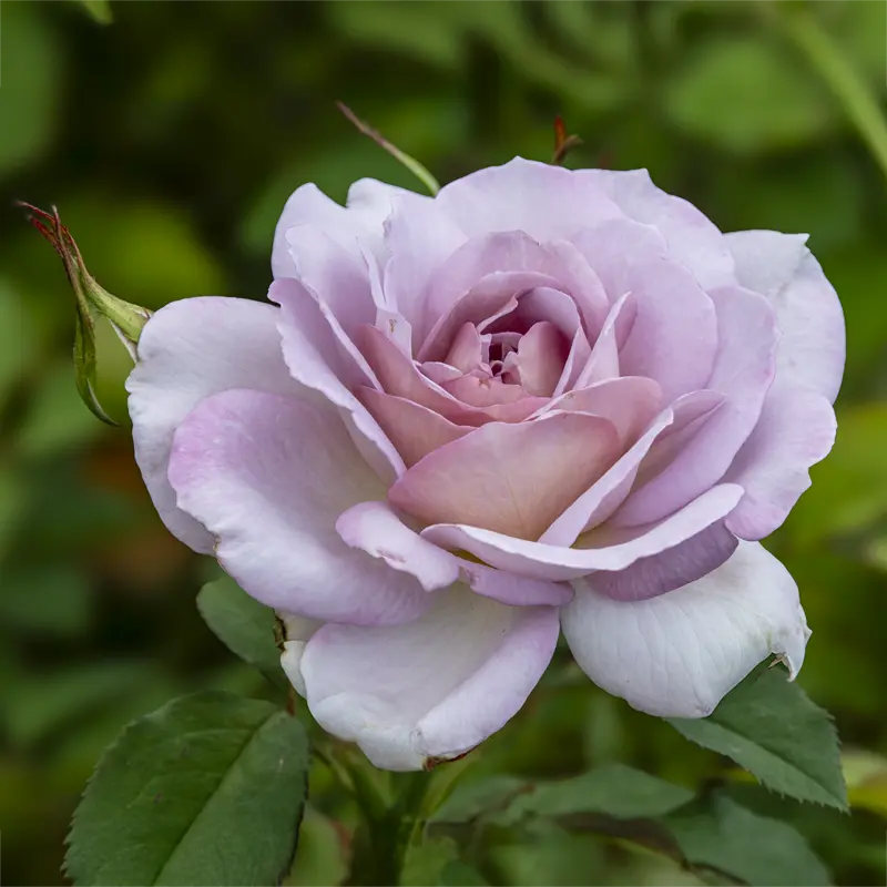Silver Lining™ Floribunda Rose - Image 10