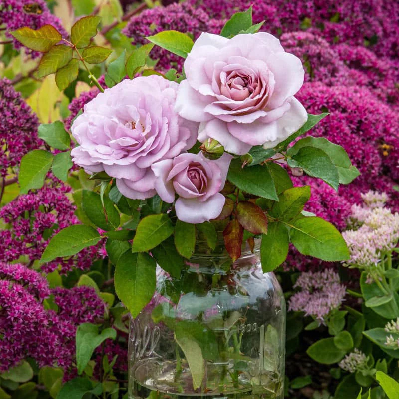 Silver Lining™ Floribunda Rose - Image 2