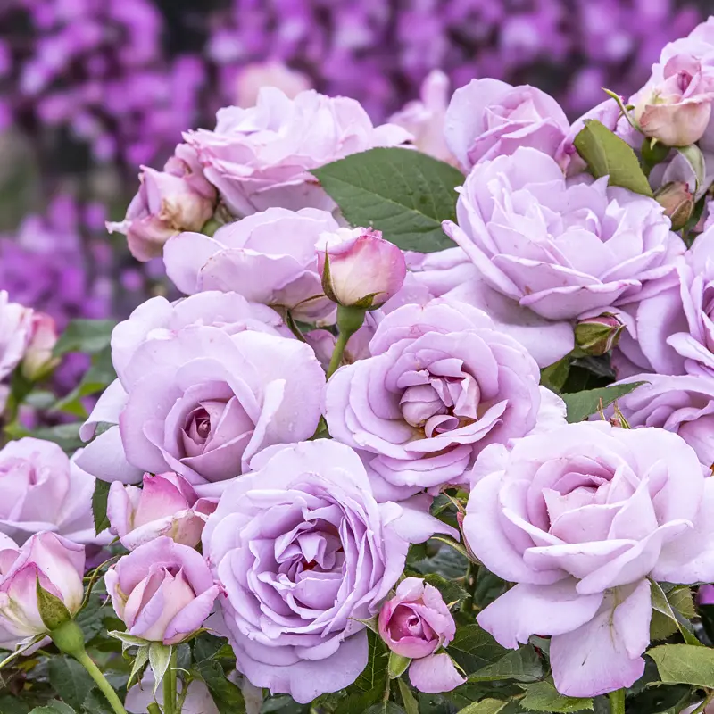 Silver Lining™ Floribunda Rose - Image 3