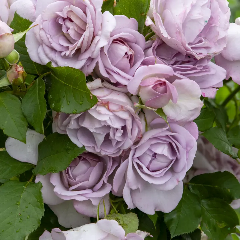 Silver Lining™ Floribunda Rose - Image 4