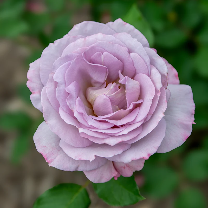 Silver Lining™ Floribunda Rose - Image 5